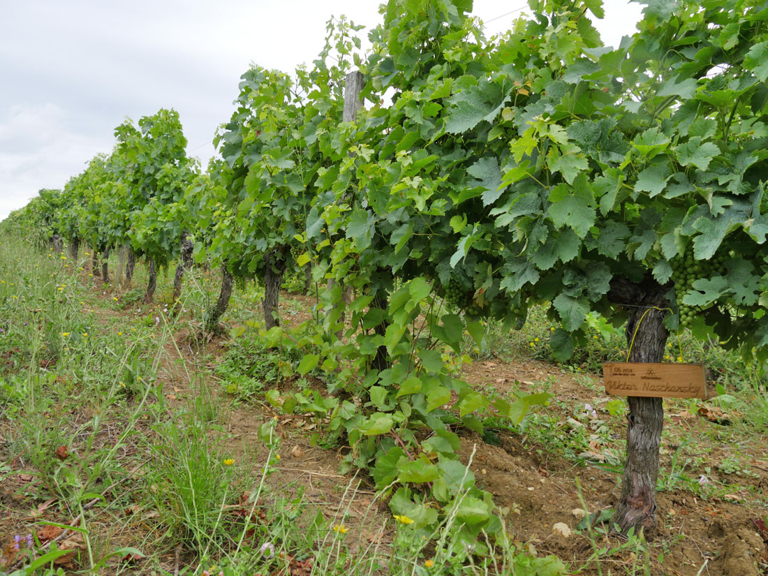 Виноградник на урожай